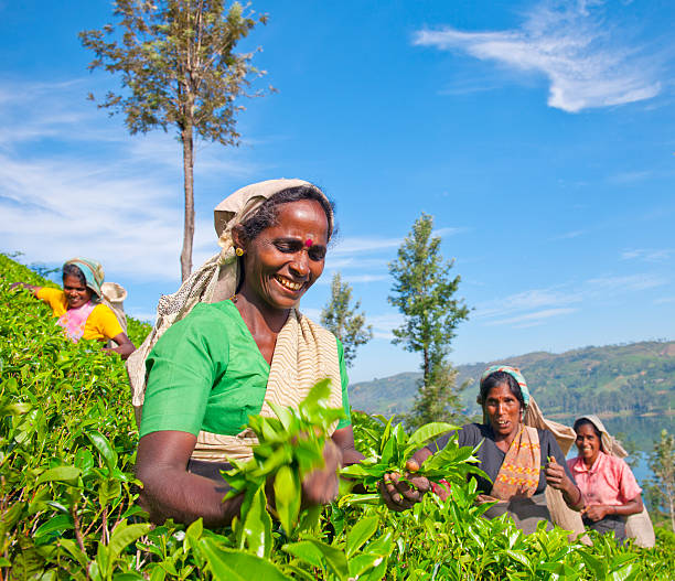 sri lankan tea pickers работы - tea crop picking women agriculture стоковые фото и изображения