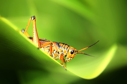 close up shot of grasshopper on green leaf.