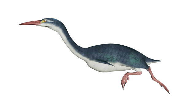 Hesperornis prehistoric bird - 3D render