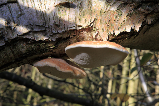 Two birch polypore growing on the trunk