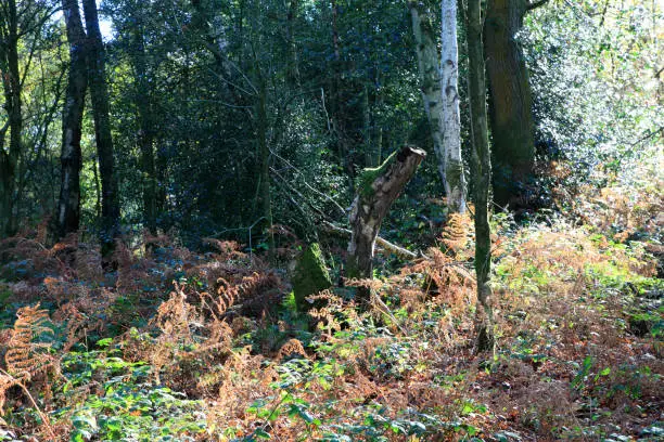 Golden bracken amongst silver birch and tree stump.