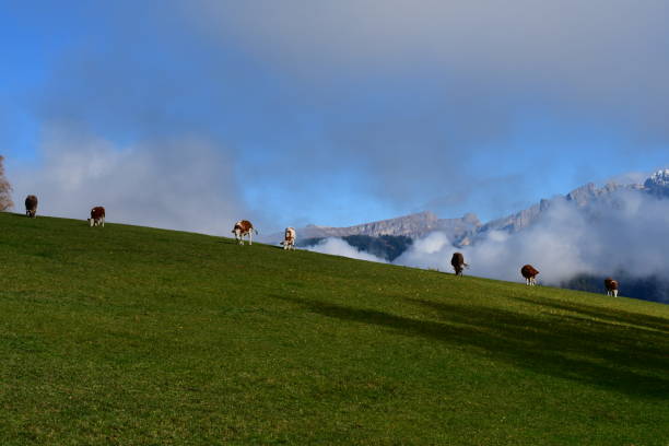 Brown white cows graze in an Austrian meadow. Cows in the meadow.
