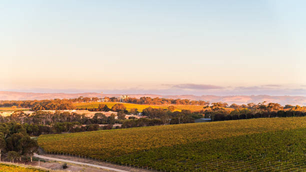 istock Vineyards in McLaren Vale at sunset 1439196065