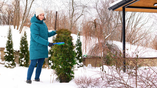 озеленение зимой. уход за садом в холодное время года. садовник стряхивает снег с ветвей беседки, чтобы они не ломались под их весом. ветви т� - snow bound стоковые фото и изображения