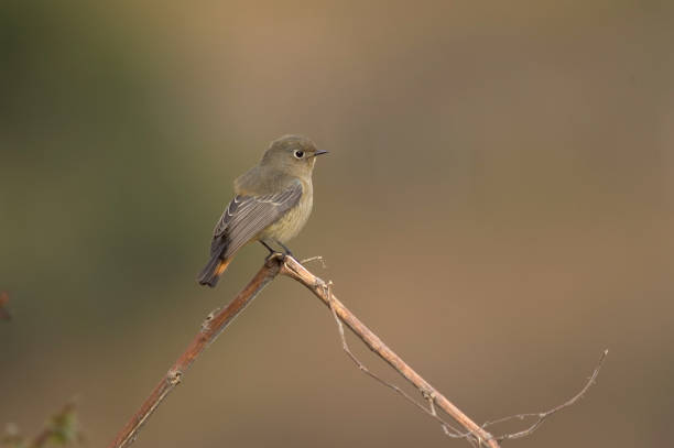 istock Blue-capped Redstart, Blauwkoproodstaart, Phoenicurus caeruleocephala 1439196180