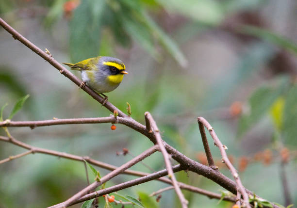 istock Grijskopboszanger, Black-faced Warbler, Abroscopus schisticeps 1439196248