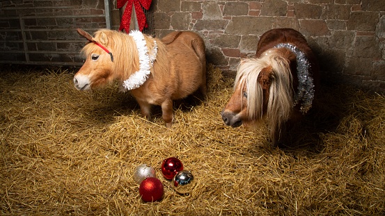 Two Shetland Ponies In Christmas Costumes.