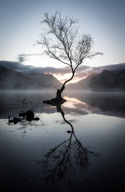 istock Vertical shot of a leafless tree's reflection on the lake surrounded by mountains at sunset 1439197062