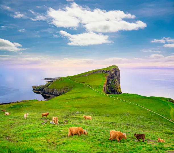 Skye island Nest Point lighthouse grazing bulls cattle photomount in Highlands Scotland UK in United Kingdom