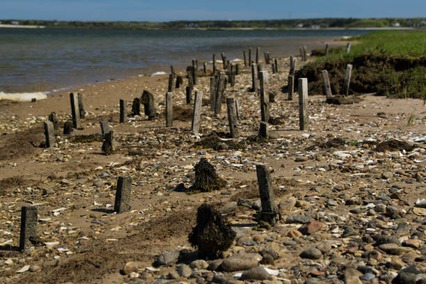 istock oyster bed new england low tide 1439200199