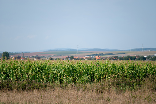 Corn field