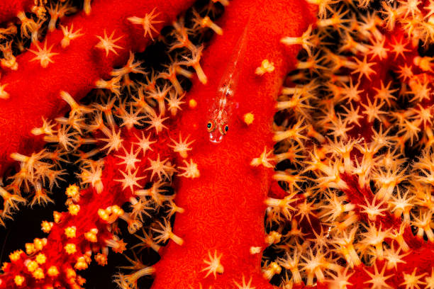 istock Loki Whip-Goby Bryaninops loki on Red Gorgonian Coral, Palau, Micronesia 1439201830