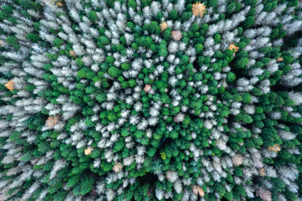istock Birds eye view of dense spruce forest in Scotland 1439203035