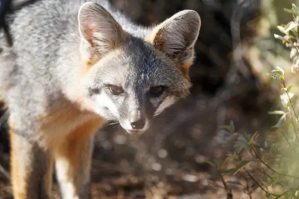 Photo of Grey Fox gazing at camera