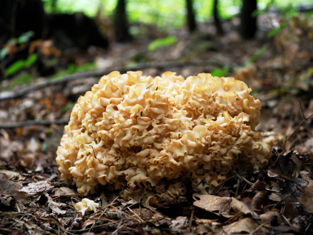 istock Sparassis crispa (Wulf.) Is an edible mushroom that is protected 1439203943