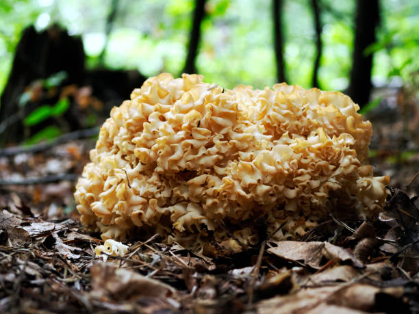 istock Sparassis crispa (Wulf.) Is an edible mushroom that is protected 1439203951