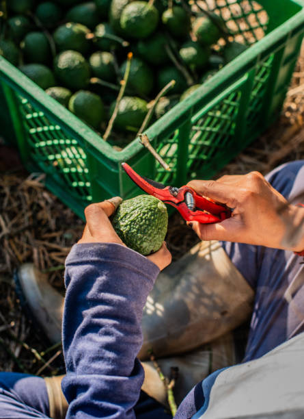 istock close-up of the hands preparing the avocado 1439204629