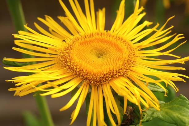 Closeup of blooming yellow Elecampane (Inula helenium) flower with green leaves in field A closeup of blooming yellow Elecampane (Inula helenium) flower with green leaves in field inula stock pictures, royalty-free photos & images