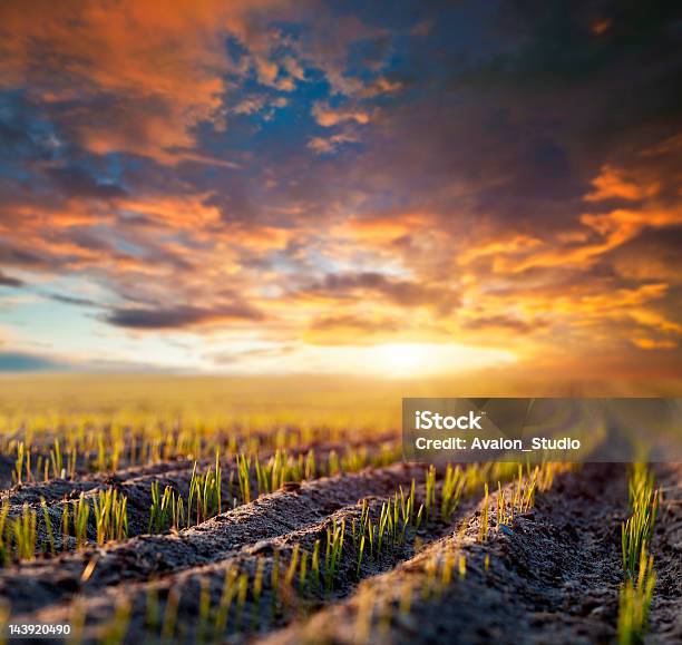 Neue Zerealien Stockfoto und mehr Bilder von Weizen - Weizen, Setzling, Feld