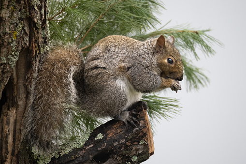 Squirrel in the winter busy eating sitting on tree stump. Copy space