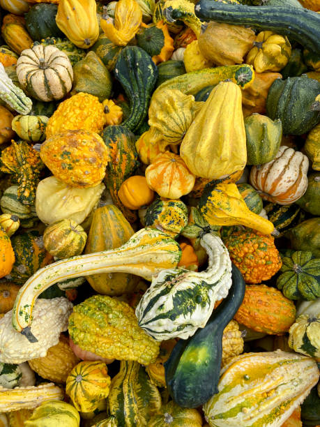 istock Yellow and green pumpkins 1439205120