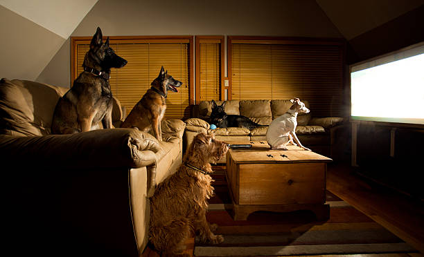 psi sledující televizi - irský teriér - stock snímky, obrázky a fotky