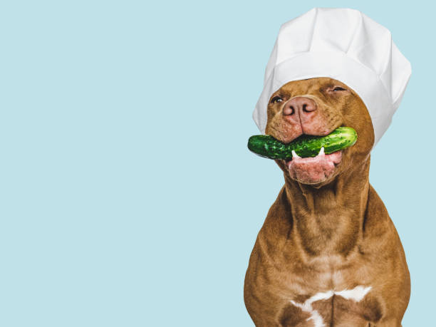 istock Lovable, pretty brown puppy holding cucumber. Closeup 1439207345