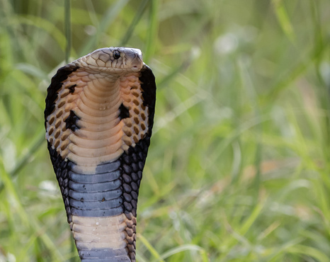 Monocled Cobra on the ground Animal portriat.
