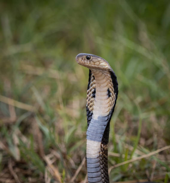 istock Monocled Cobra on the ground Animal portriat. 1439207621