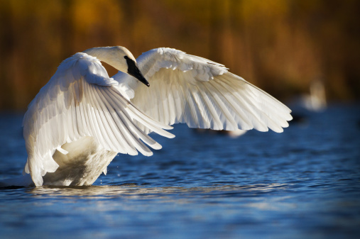 Two swans flying in the sky