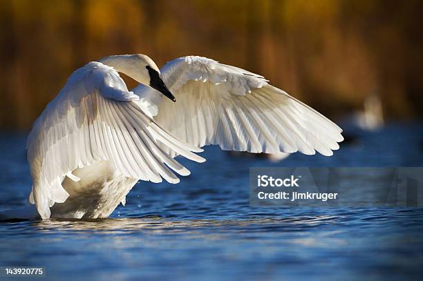 Cisnetrombeteiro América Do Norte A Maior Waterfowl - Fotografias de stock e mais imagens de Cisne-trombeteiro