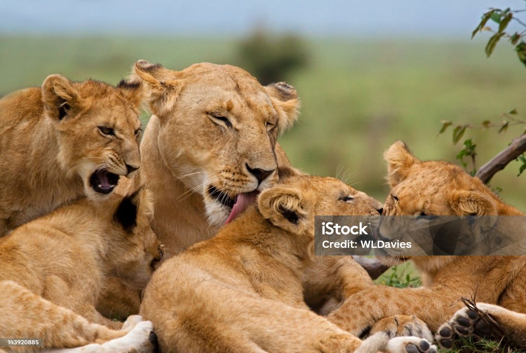 Leão Cubs - Royalty-free Leão Foto de stock