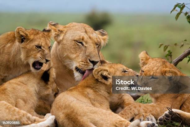 Leão Cubs - Fotografias de stock e mais imagens de Leão - Leão, Parque nacional de Serengeti, Cria