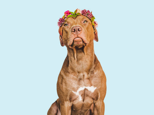 beau chien et une belle couronne de feuilles d’automne - flower parade photos et images de collection