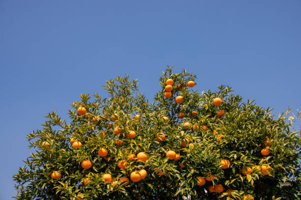 istock Fresh mandarin oranges grown in the blue sky 1439210033