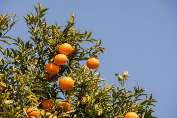 istock Fresh mandarin oranges grown in the blue sky 1439210217