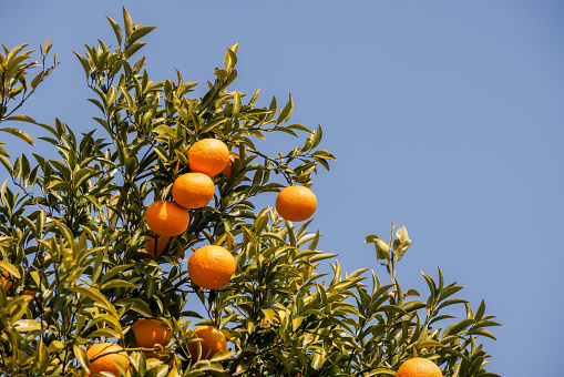 Fresh mandarin oranges grown in the blue sky