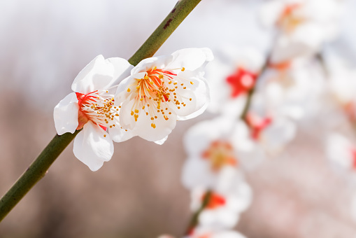 Beautiful plum blossoms blooming in the suburbs of Kanagawa Prefecture