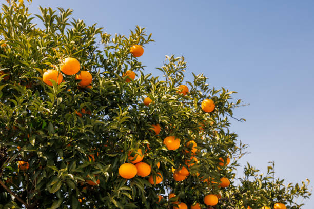 istock Fresh mandarin oranges grown in the blue sky 1439210910