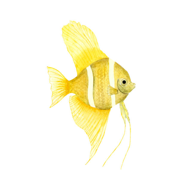 istock Tropical fish, in a watercolor style isolated on white background. Angelfish for banner, poster, print, postcard, textile, template, card Underwater clipart 1439211584