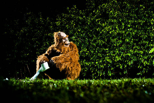 Gorilla with toilet paper sitting on backyard lawn.