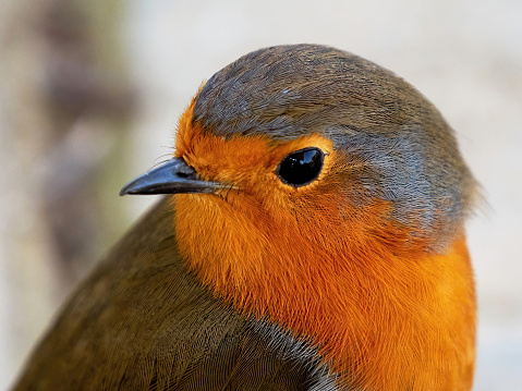 European robin (Erithacus rubecula), the national bird of the United Kingdom, perching on a tree stump in winter.