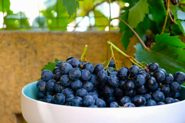 фиолетовый виноград в керамической миске. домашняя жизнь. - red grape grape fruit sweet food стоковые фото и изображения