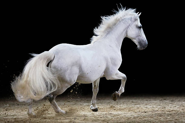 Galloping stallion A beautiful lipizzaner stallion galloping indoors. Canon Eos 1D MarkIII. white horse running stock pictures, royalty-free photos & images