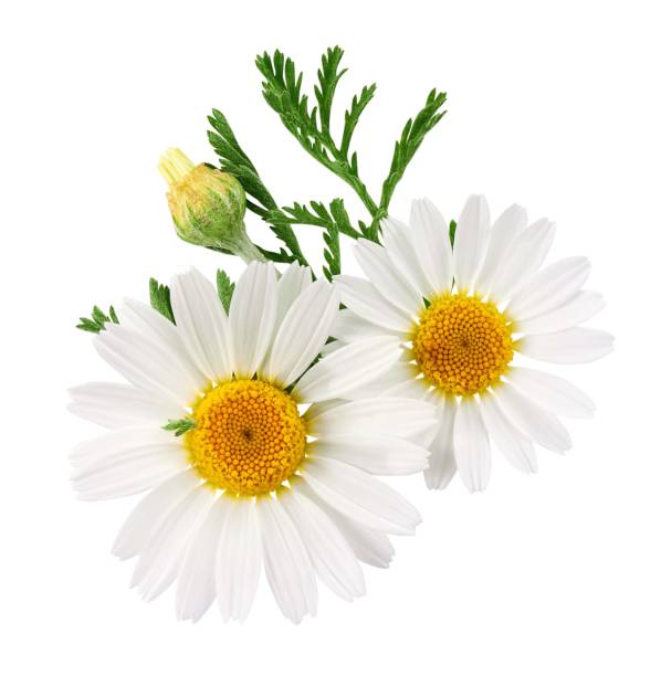 istock Camomile flower with leaf isolated on white background 1439214970