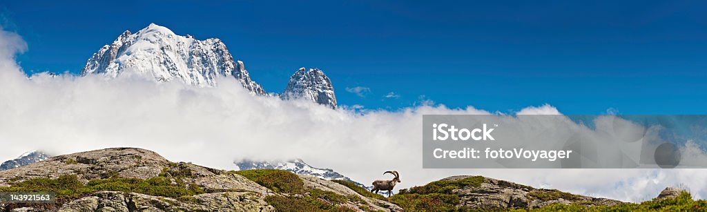 Ibex on mountain ridge overlooked by snow Alpine peaks panorama Large male Alpine Ibex (Capra ibex) standing high in the green meadows of the Aiguille Rouge nature reserve overlooking the dramatic snow capped peaks of the Chamonix valley to the iconic summit of Aiguille Verte under deep blue summer skies. ProPhoto RGB profile for maximum color fidelity and gamut. Ibex Stock Photo