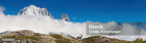 Ibex On Mountain Ridge Overlooked By Snow Alpine Peaks Panorama Stock Photo - Download Image Now
