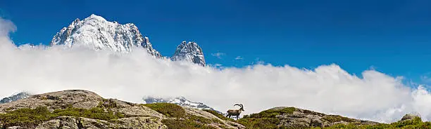 Large male Alpine Ibex (Capra ibex) standing high in the green meadows of the Aiguille Rouge nature reserve overlooking the dramatic snow capped peaks of the Chamonix valley to the iconic summit of Aiguille Verte under deep blue summer skies. ProPhoto RGB profile for maximum color fidelity and gamut.