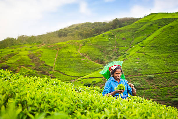 sri-lankische tea picker - tea crop picking agriculture women stock-fotos und bilder