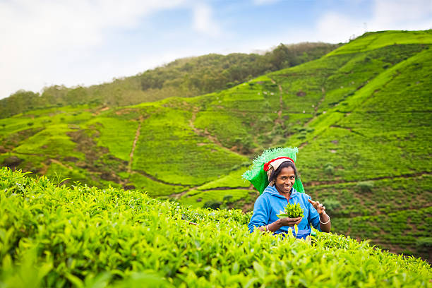 selezione di tè dello sri lanka - tea crop picking agriculture women foto e immagini stock